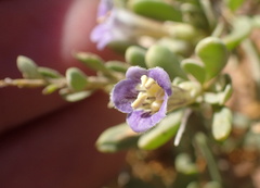 Lycium strandveldense