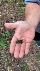 Neotibicen pruinosus