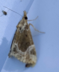 Hypena abalienalis