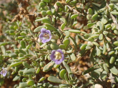 Lycium strandveldense