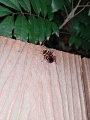 Periplaneta australasiae