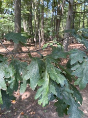 Quercus alba