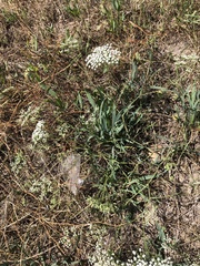 Falcaria vulgaris