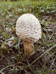 Chlorophyllum rhacodes