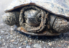 Mauremys reevesii