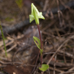 Disperis cucullata