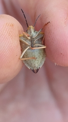 Carpocoris mediterraneus atlanticus