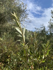 Salix