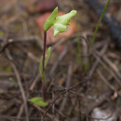 Disperis cucullata