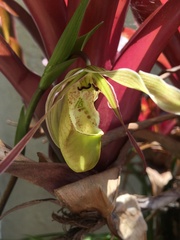 Phragmipedium longifolium