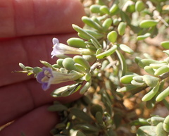 Lycium strandveldense