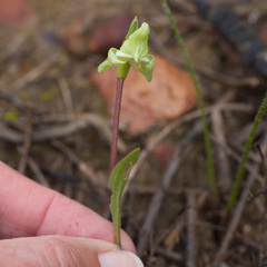 Disperis cucullata