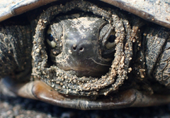 Mauremys reevesii
