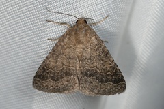 Matigramma pulverilinea