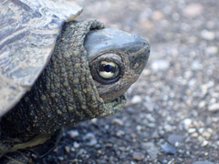 Mauremys reevesii