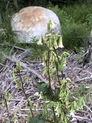 Nabalus trifoliolatus