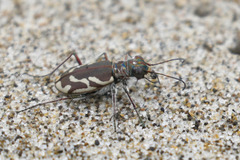 Cicindela bellissima