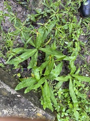 Eryngium foetidum