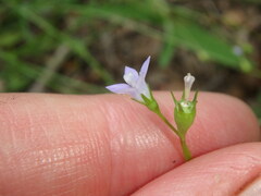 Wahlenbergia marginata