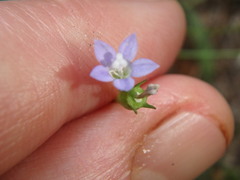 Wahlenbergia marginata