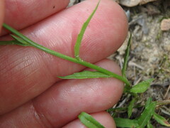 Wahlenbergia marginata