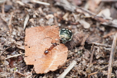 Myrmica