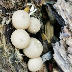 Apioperdon