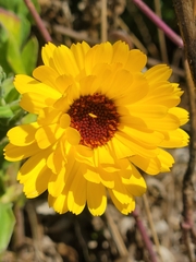 Calendula officinalis