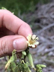 Nabalus trifoliolatus