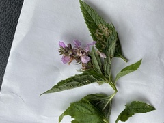 Stachys palustris