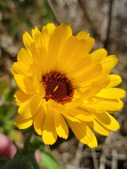 Calendula officinalis