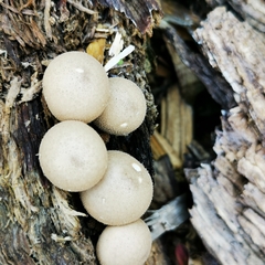 Apioperdon