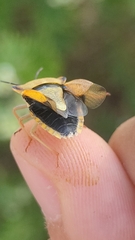 Carpocoris mediterraneus atlanticus