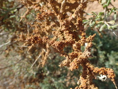 Lycium strandveldense