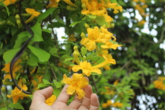 Dolichandra unguis-cati