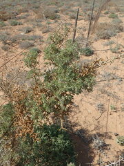 Lycium strandveldense