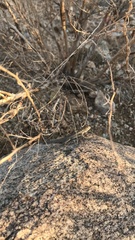 Uta stansburiana elegans