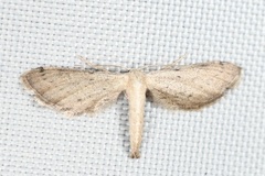 Euacidalia brownsvillea