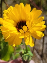 Calendula officinalis