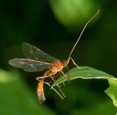 Enicospilus ramidulus