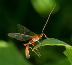 Enicospilus ramidulus