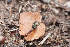 Myrmica