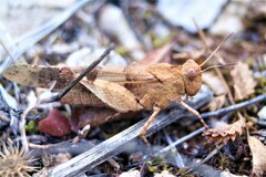 Oedipoda caerulescens