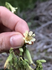 Nabalus trifoliolatus