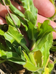 Calendula officinalis