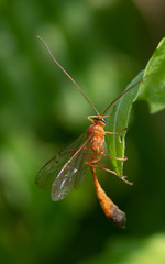Enicospilus ramidulus