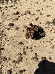 Crassula alpestris