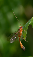 Enicospilus ramidulus