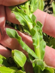 Calendula officinalis