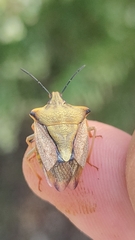 Carpocoris mediterraneus atlanticus